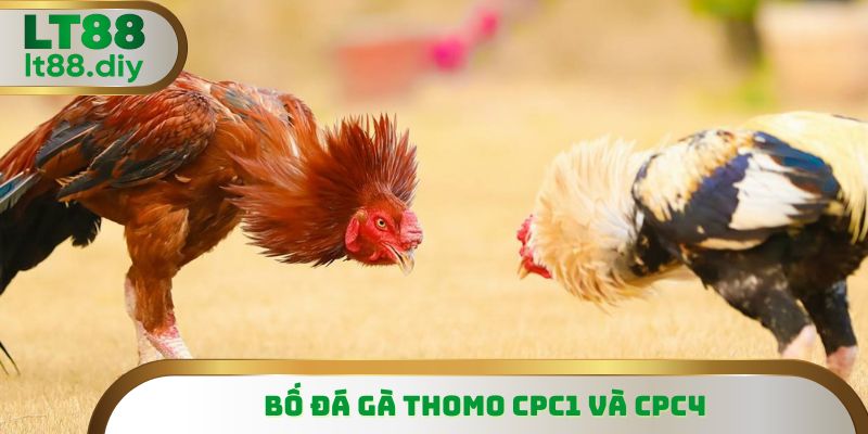 CPC1 và CPC4 nổi tiếng với giống Asil