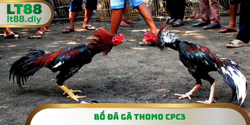 CPC3 là nơi quy tụ nhiều thể loại nhất