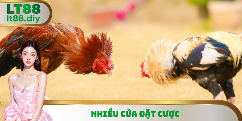 Hiểu đặc điểm từng cửa để thu thập thông tin lựa chọn