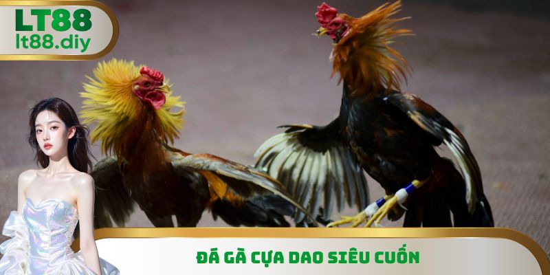 Trận đá gà cựa dao siêu cuốn người xem