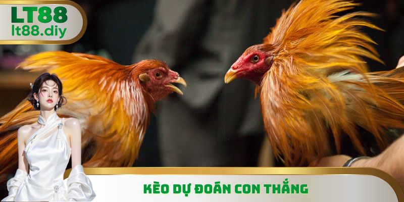 Kèo dự đoán con thắng trong từng lượt