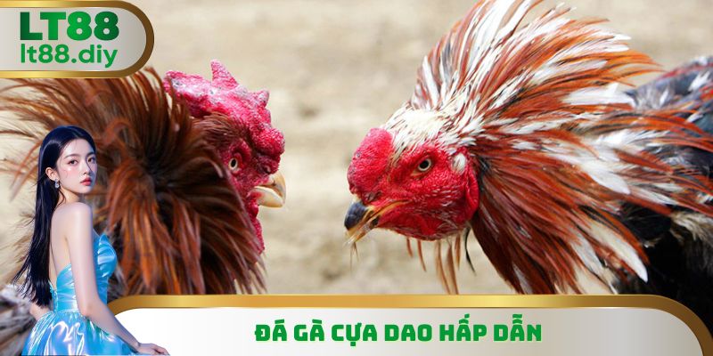 Đá Gà Cựa Dao