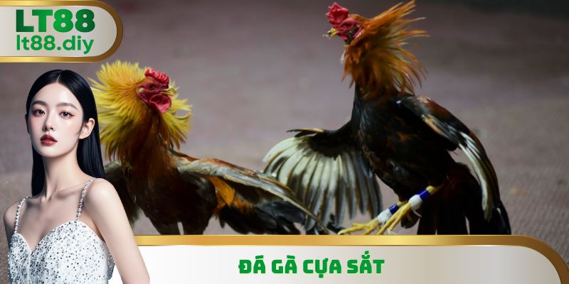 Đá Gà Cựa Sắt