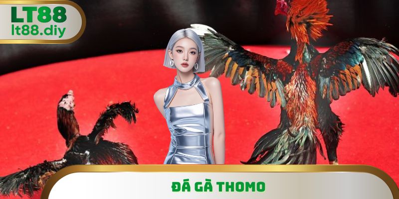 Đá Gà Thomo