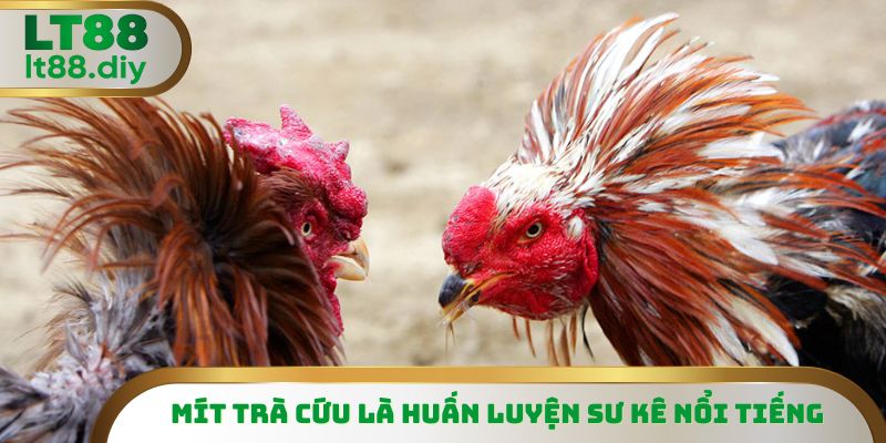 Mít Trà Cú chuyên huấn luyện đá gà cựa sắt