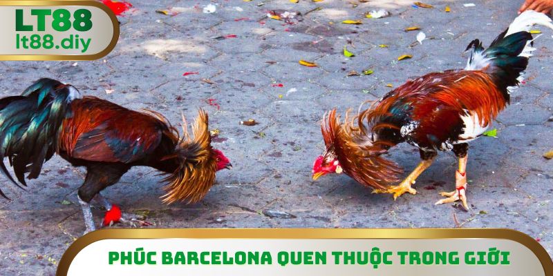 Phúc Barcelona không còn xa lạ trong giới sư kê