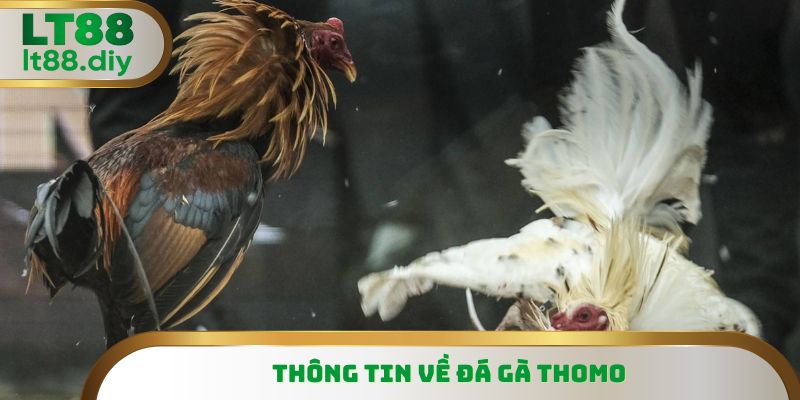 Thông tin nền tảng xoay quanh đá gà Thomo